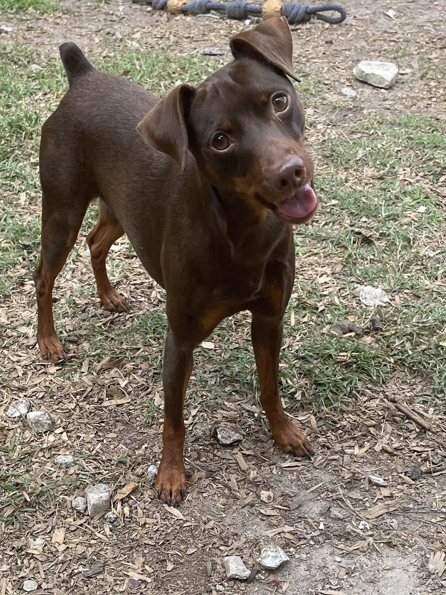 Cayenne