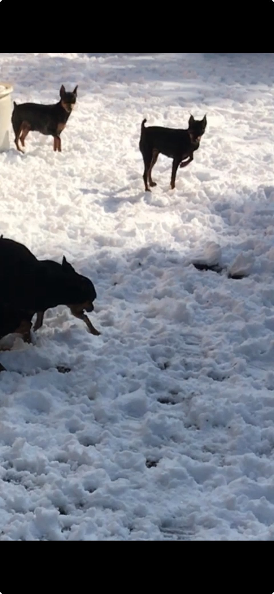 Fun in the Snow