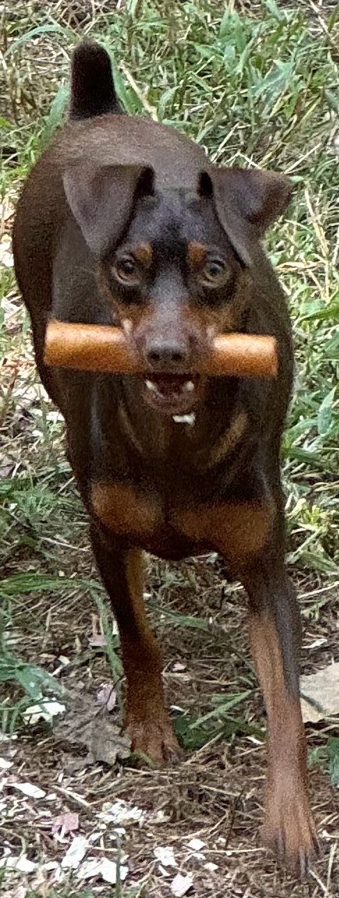 Whiskey